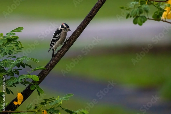 Fototapeta A downy woodpecker clasping a near vertical branch