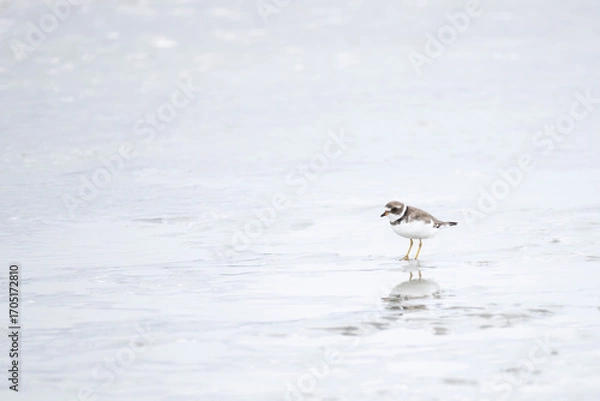 Fototapeta A semipalmated plover standing in shallow water
