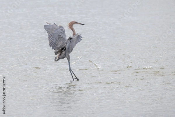 Fototapeta A reddish egret jumping up as it fishes in shallow water and fish jump around it trying to escape