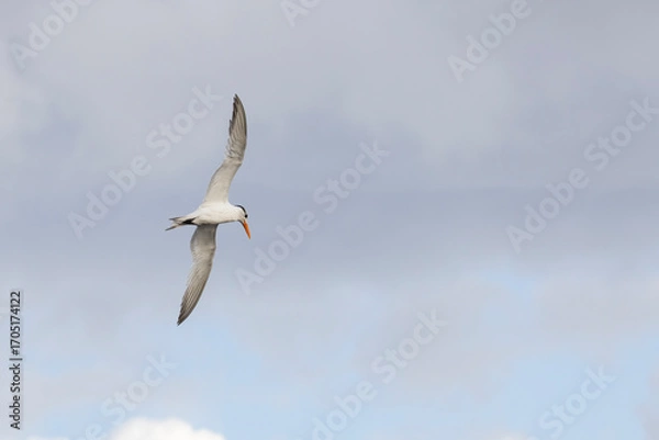 Fototapeta A royal tern with wings outstretched in flight as it searches for fish