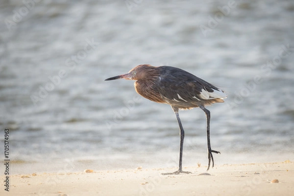 Fototapeta A reddish egret with unique white feathers standing at the edge of the ocean lifting a wounded leg