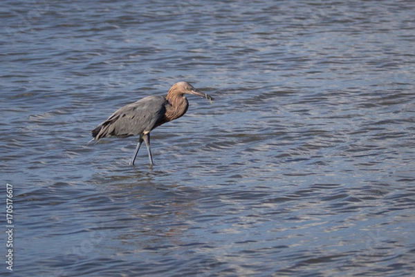Fototapeta A reddish egret with a wormlike animal wrapped around its beak