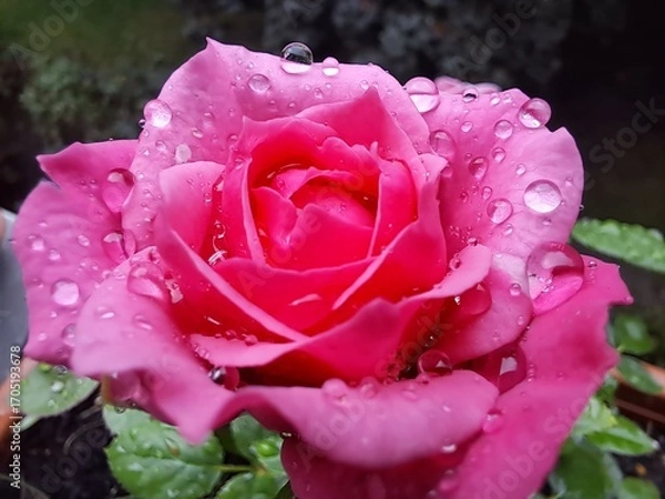 Obraz Pink rose with water drops