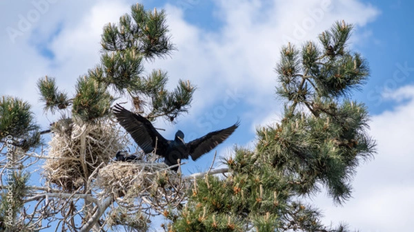 Fototapeta Cormorant Birds Nesting on a Pine Tree in the Solleveld Nature Reserve. A cormorant is spreading its wings on a nest with young bird situated on a pine tree. The background shows a clear blue sky.