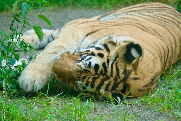 Obraz 横になって手を舐めるトラ