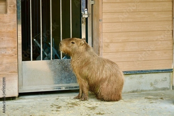 Obraz 中を覗くカピバラ