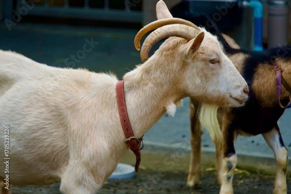 Obraz ヤギの横顔