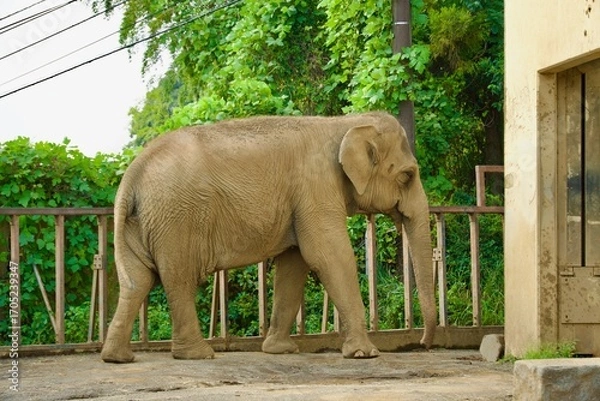 Obraz 大きなゾウ