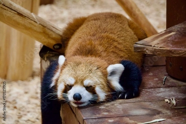 Obraz 寝ているレッサーパンダ