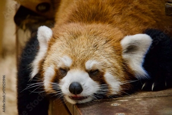 Obraz 寝ているレッサーパンダ