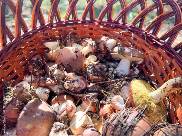 Fototapeta Wicker basket overflowing with freshly foraged mushrooms