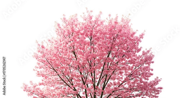 Fototapeta A flourishing tree adorned with vibrant pink blossoms isolated on a clean white background, symbolizing the beauty of springtime nature