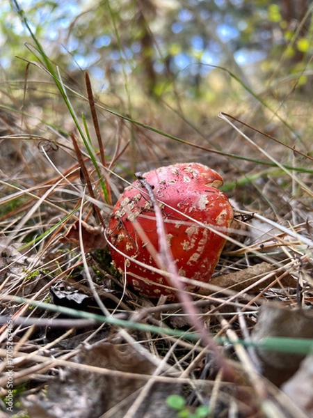 Fototapeta Fly agaric mushroom growing in forest undergrowth