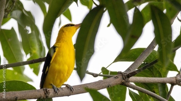 Fototapeta Elegance in yellow.