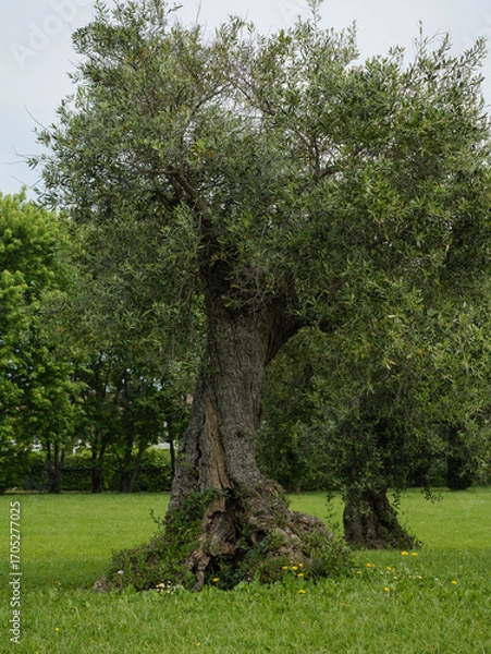 Fototapeta Solitary Ancient Olive Tree With Gnarled Trunk In Park Standing In A Green Meadow