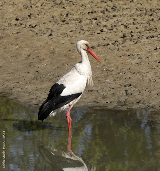 Fototapeta Stork eats a fish in a small lake while foraging