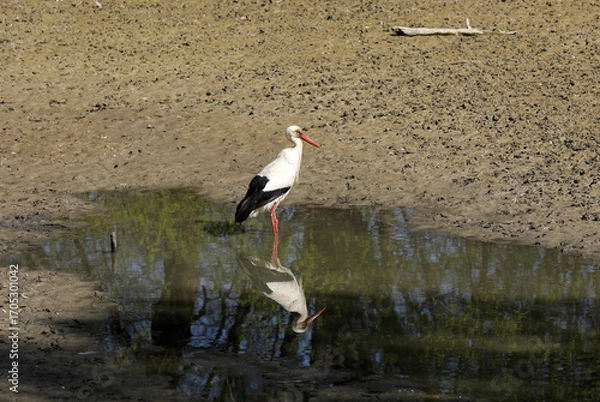 Fototapeta Stork eats a fish in a small lake while foraging