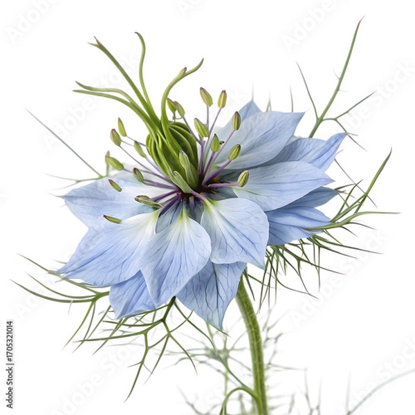Obraz Stunning Pastel Blue Love-in-a-Mist Flower: Close-Up Macro Photography
