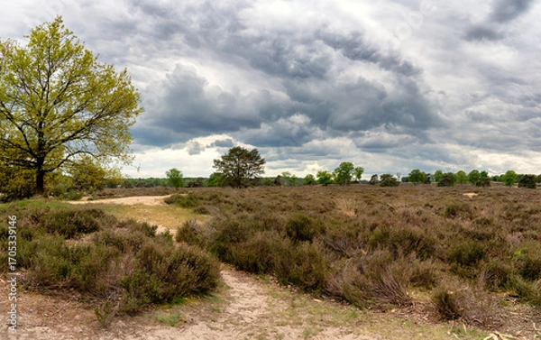 Fototapeta A vast heathland at the Hoge Veluwe stretches into the distance beneath a sky filled with dramatic clouds. A lone tree stands to the left, adding dimension to the landscape.