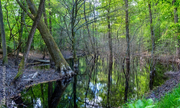 Fototapeta Stagnant water in a lush forest swamp reflects the towering trees and dense greenery. A tranquil atmosphere is created by the interplay of light and shadow.