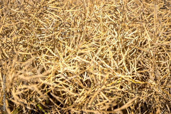 Fototapeta Rapeseed field, mature canola pods