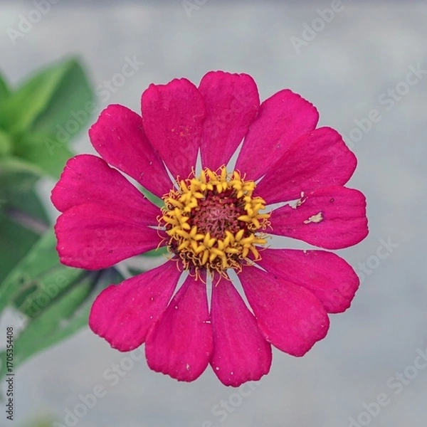 Obraz Vibrant Pink Zinnia Flower Bloom with Yellow Center in Close Up Macro Nature Photography