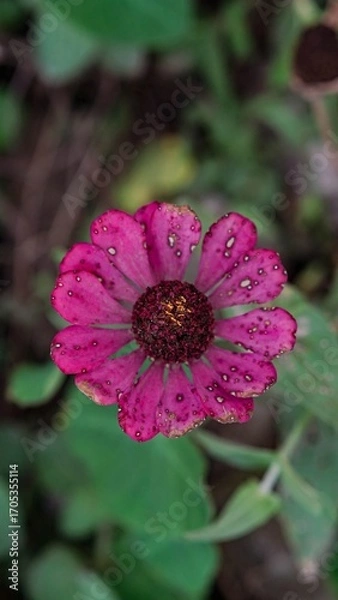 Obraz Vibrant Pink Zinnia Flower Bloom with Yellow Center in Close Up Macro Nature Photography
