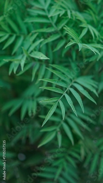 Obraz Close-Up Aesthetic Macro Photography of Green Marigold Leaves, Botanical Nature Foliage Detail, Minimalist Leaf Texture Background in Natural Light Phone Wallpaper