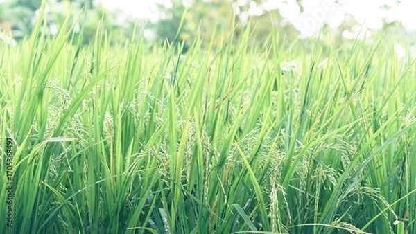 Obraz Asian Rice Field Wallpaper – Japanese Paddy Landscape, Morning Light Countryside View, Rural Agriculture Nature Background Photo
