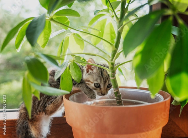 Fototapeta A small curious tabby kitten climbs into a pot with a green house plant