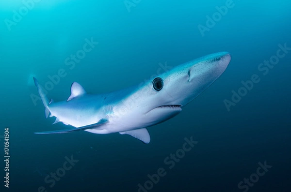 Obraz Shark's elegance