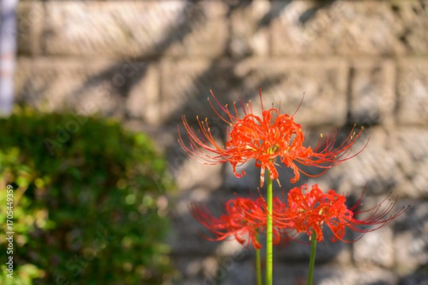 Fototapeta 赤い彼岸花のアップ
