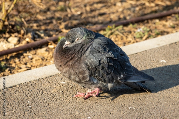 Obraz pigeon on the ground