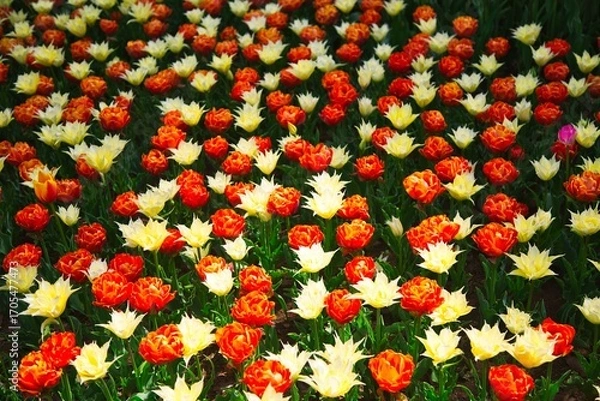 Obraz オレンジと白のチューリップ畑