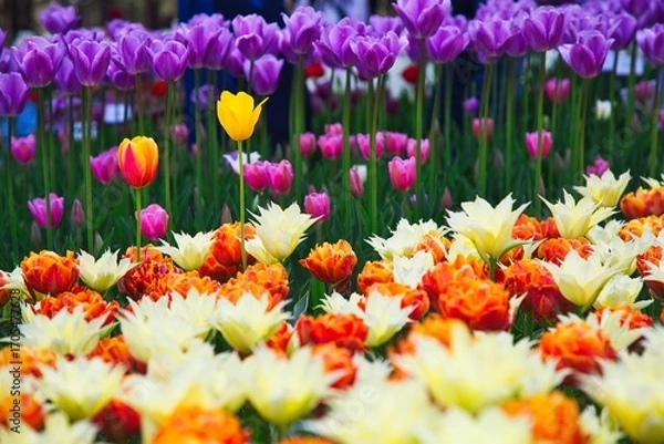 Fototapeta カラフルなチューリップ