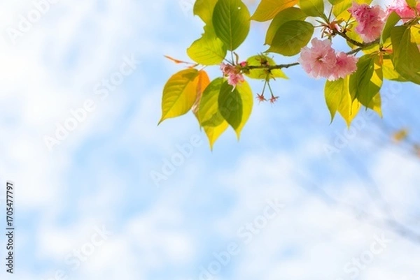 Fototapeta 青空に伸びる八重桜