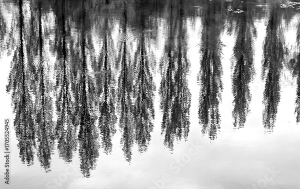 Fototapeta Trees reflections on water landscape in monochrome black and white