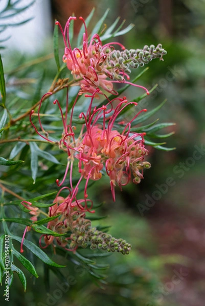 Fototapeta Close-up of three grevillea banksia flowers in the garden. Queensland Australia
