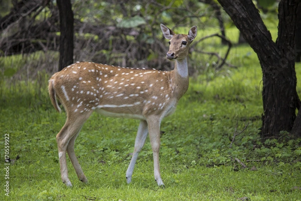 Fototapeta a beautiful spoted Deer