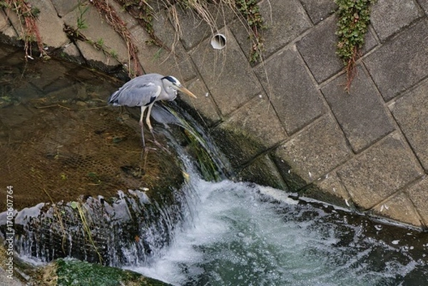 Obraz アオサギと滝