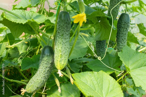 Fototapeta Close-Up of Cucumber Plant with Yellow Flowers and Green Leaves – Healthy Garden Vegetation. Gherkins grow in glasshouse for design, wallpaper, poster, banner, cover, website. High quality photography