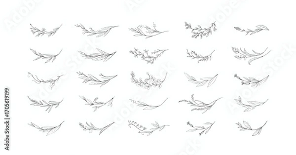 Obraz Set of floral design elements. Delicate botanical branch in arcs form with flowers and leaves, intricate hand drawn details. Botanical vector illustration for invitation