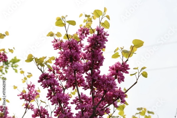 Obraz 日本の春の公園に咲く赤紫色のハナズオウの花