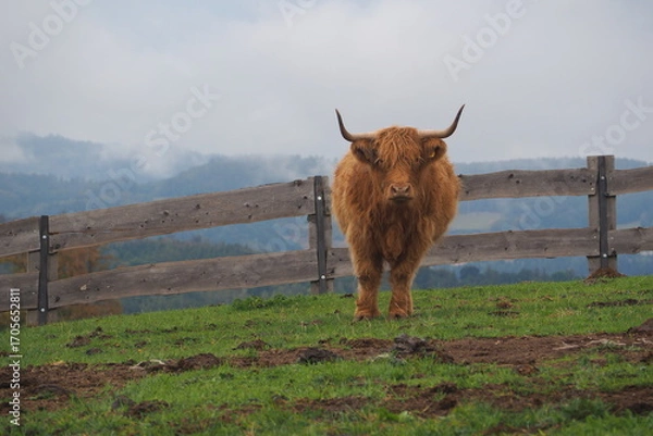 Obraz Rogata krowa na tle gór