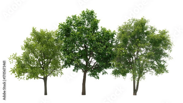 Fototapeta Three Lush Green Trees Isolated on Transparent Background - Perfect for Landscaping and Design