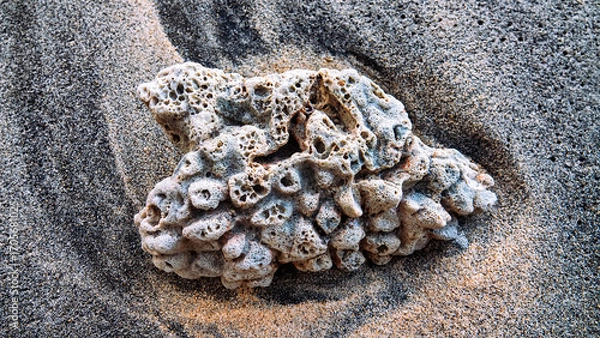 Fototapeta A sea sponge washed up on the coast of the Sulawesi sea