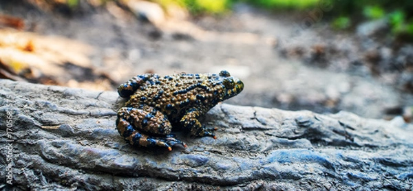 Fototapeta East fire-bellied toad (Bombina orientalis) on the northeastern edge of the range, swamp hole in the Sikhote Alin mountains.. Primorsky Krai