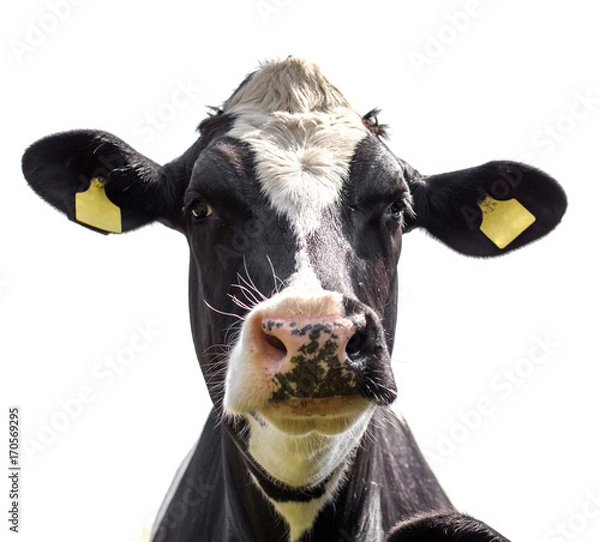 Obraz portret krowy na białym tle