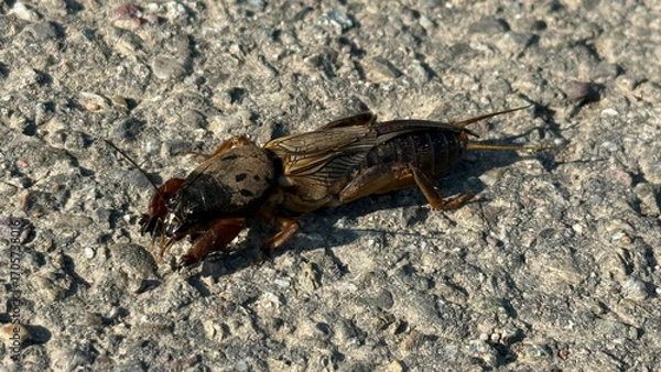 Fototapeta Mole cricket running along a field path