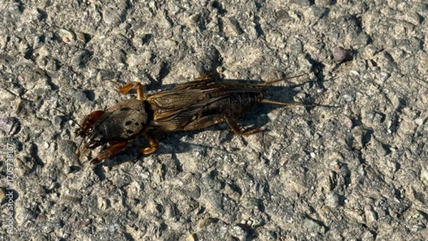 Fototapeta Mole cricket running along a field path